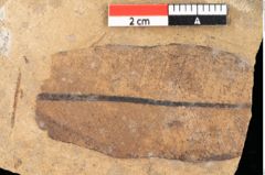 Foto (Detailsansicht) von Quercus palaeoilex Ettingshausen (NHMW-GEO-2024-0188-0816)